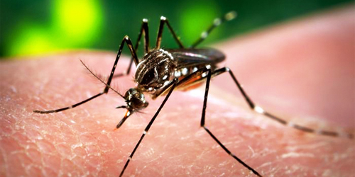 Menguak Virus Zika Yang Mirip Demam Berdarah