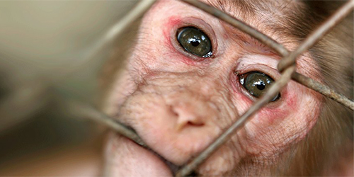 Riset Australia Perlakukan Primata dengan Kejam