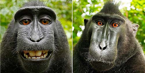 Sidang di AS, Monyet Sulawesi Kalah Dapatkan Hak Cipta Selfie