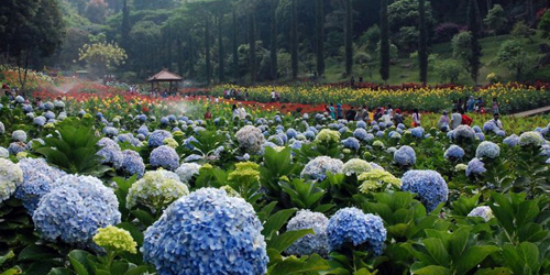Taman Bunga Selecta