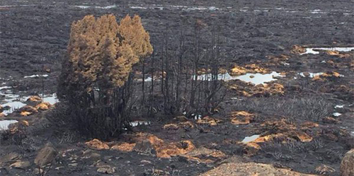 Kebakaran, Hutan Tertua di Tasmania 'Sekarat'