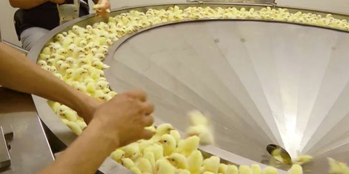 Video: Ngeri, Perlakuan Keji Pabrik Daging Ayam Akhirnya Terungkap