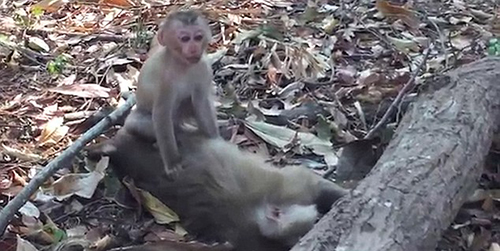 Bayi Monyet Bangunkan Ibunya yang Mati Bikin Terenyuh