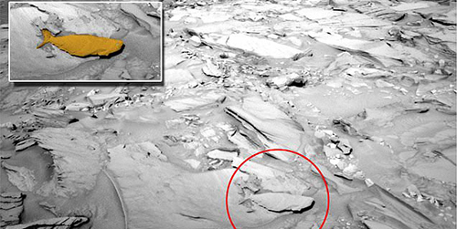 Ditemukan Fosil Hiu di Mars?