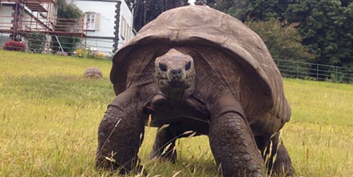 Kura-kura Tertua Umur 184 Tahun 'Jonathan' Akhirnya Mandi