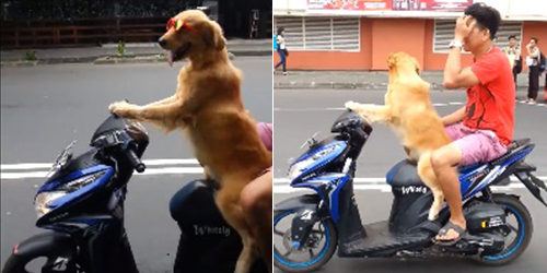 Netizen Heboh, Ada Anjing Bawa Motor Matic