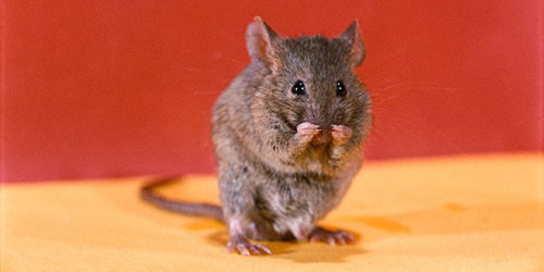 Cara Mudah Usir Tikus dengan Merica