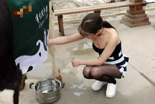 Pemerah susu sapi di China @shanghaiist.com