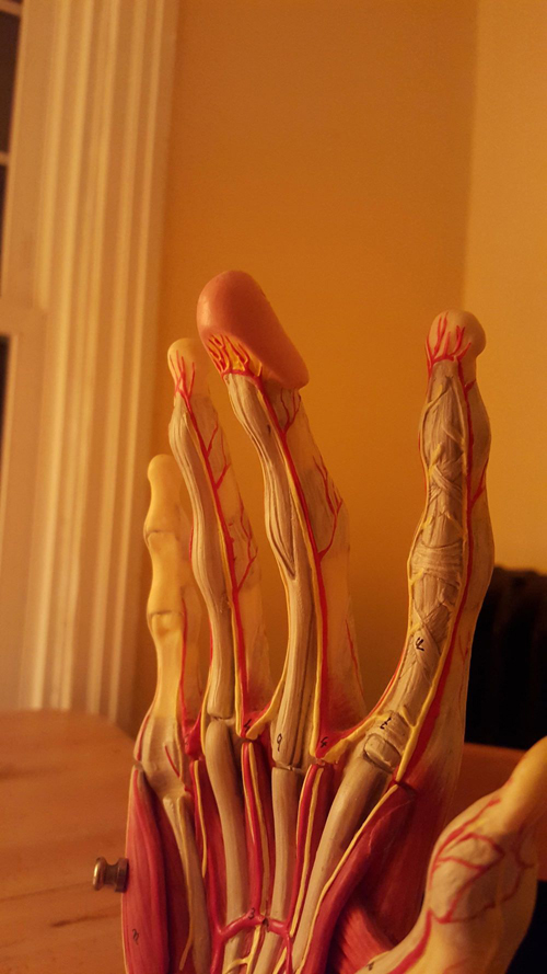 Anatomi tangan