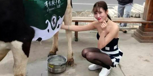 Heboh! Gadis Cantik Seksi Jadi Pemerah Susu Sapi di China