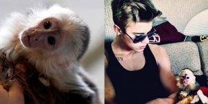 Monyet Justin Bieber Disita Jerman