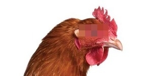 Sebelum Perkosa Siswi SD, Pemuda ini Perkosa Ratusan Ayam