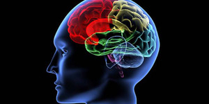 Tips Meningkatkan Kinerja Otak