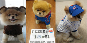 Tag Dunia Binatang Boo Anjing Terlucu Di Dunia Ini Memiliki 12