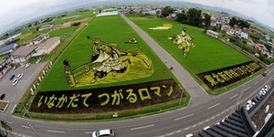 Desa Inakadate Jepang Ubah Sawah jadi Lukisan dengan Padi Warna-warni