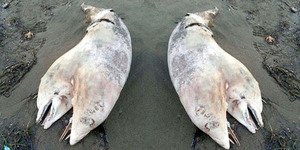 Bangkai Ikan Lumba-lumba Berkepala Dua Hebohkan Warga Turki