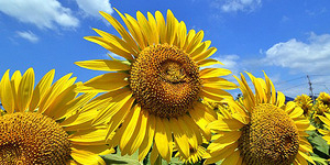 Bunga Matahari Tersenyum Hebohkan Warga Jepang