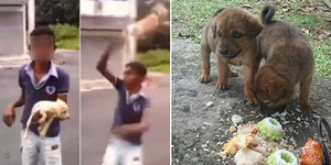 Video Bocah Malaysia Banting Anak Anjing Banjir Kecaman