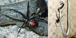 Teror Laba-Laba Mematikan Redback Spider Hantui Warga Jepang