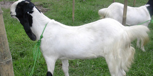 Pria Banyumas Tertangkap Basah Cabuli Kambing