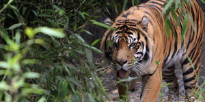 Harimau Lepas di Jalanan Teror Warga Perancis