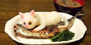 Kucing Lucu jadi Makanan di Jepang