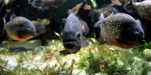 23 Warga Argentina Diserang Piranha