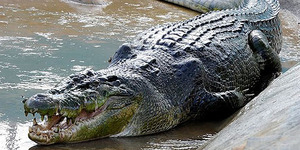 Buaya Raksasa Pemakan 7 Manusia di Uganda Berhasil Dihabisi