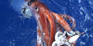 Cumi-Cumi Raksasa Panjang 2 Meter Ditangkap Nelayan Korsel