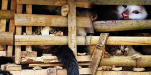 Ribuan Kucing Sebanyak 3 Ton Nyaris Dimasak di Vietnam