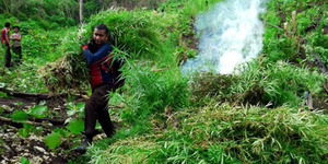 Lagi, Ladang Ganja 1 Hektare Siap Panen Ditemukan di Aceh