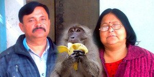 Pasangan Kaya di India Tunjuk Monyet Jadi Ahli Waris