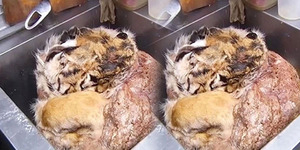 Sajikan Daging Harimau Langka, Restoran Rusia Digerebek Polisi