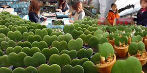 Sambut Valentine, Jepang Siapkan Kaktus Bentuk 'Cinta'
