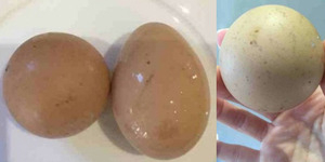 Telur Bulat Sempurna Dilelang Rp 450 Ribu di eBay