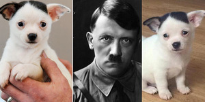 Lucunya Anjing Chihuahua Berwajah Mirip Hitler