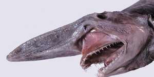 Nelayan Australia Tangkap 'Goblin Shark' Alien Dasar laut