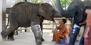 Video Mengharukan Gajah Buntung Dapat Kado Kaki Palsu