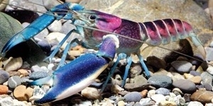 Ilmuwan Temukan Lobster Berwarna Galaksi di Papua Nugini