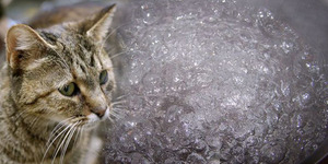 Pria Korea Rebus 600 Kucing Buat Campuran Obat