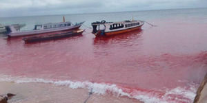 Laut Merah Darah di Maluku Bikin Nelayan Takut