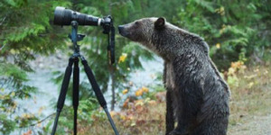 Aksi Unik Monyet Hingga Beruang Jadi Fotografer