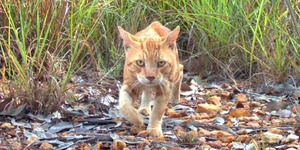 Australia Bantai 2 Juta Kucing Liar Untuk Lindung Spesies Lokal