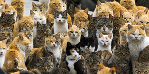 Beri Makan Kucing Liar di Jepang Didenda Rp 67 Juta