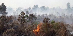 Biar Jera, Pembakar Hutan Diusulkan Dihukum Seumur Hidup