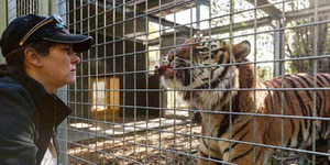 Staf Kebun Binatang Tewas Diserang Harimau Sumatera