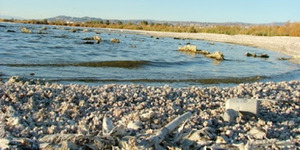 Danau Terkontaminasi, Jutaan Ikan Tewas Jadi Pasir