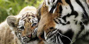 Iklan FB Jual Anak Harimau Sumatera Seharga Mobil Hebohkan Warga Jogja