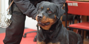 Kacaukan Pesta, Pria Mabuk Gigit Anjing Polisi Ditangkap