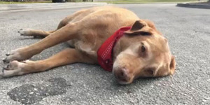 Syok Majikan Terbunuh, Anjing Setia Berduka di TKP
